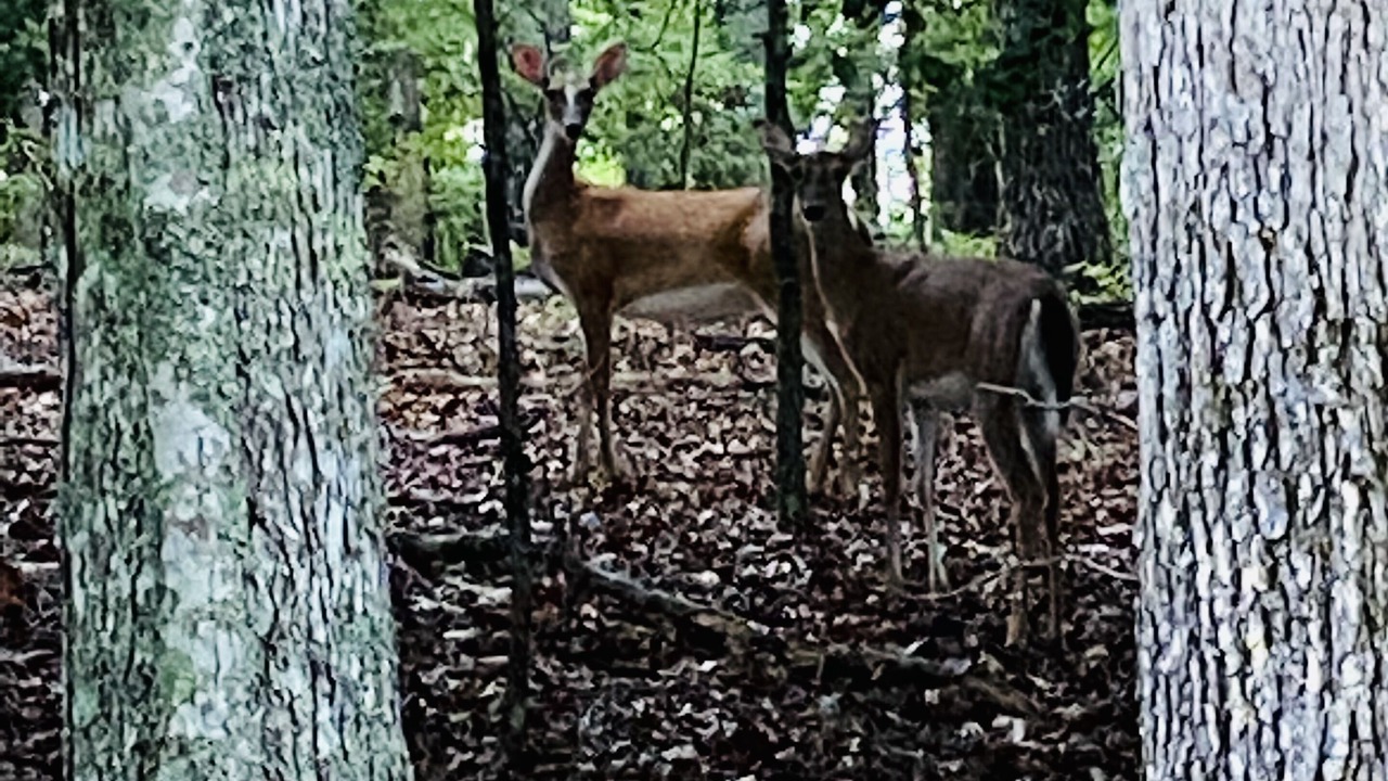 Photo of Others in Tarheel