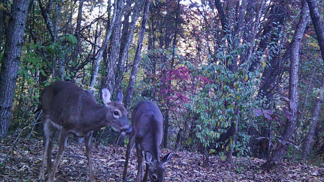 Photo of Outdoor in Fletcher
