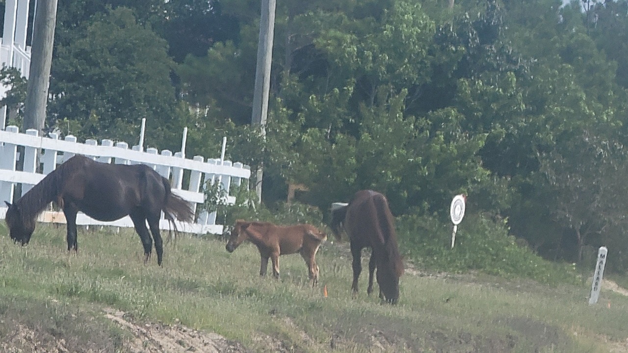 Photo of Others in Carova Beach