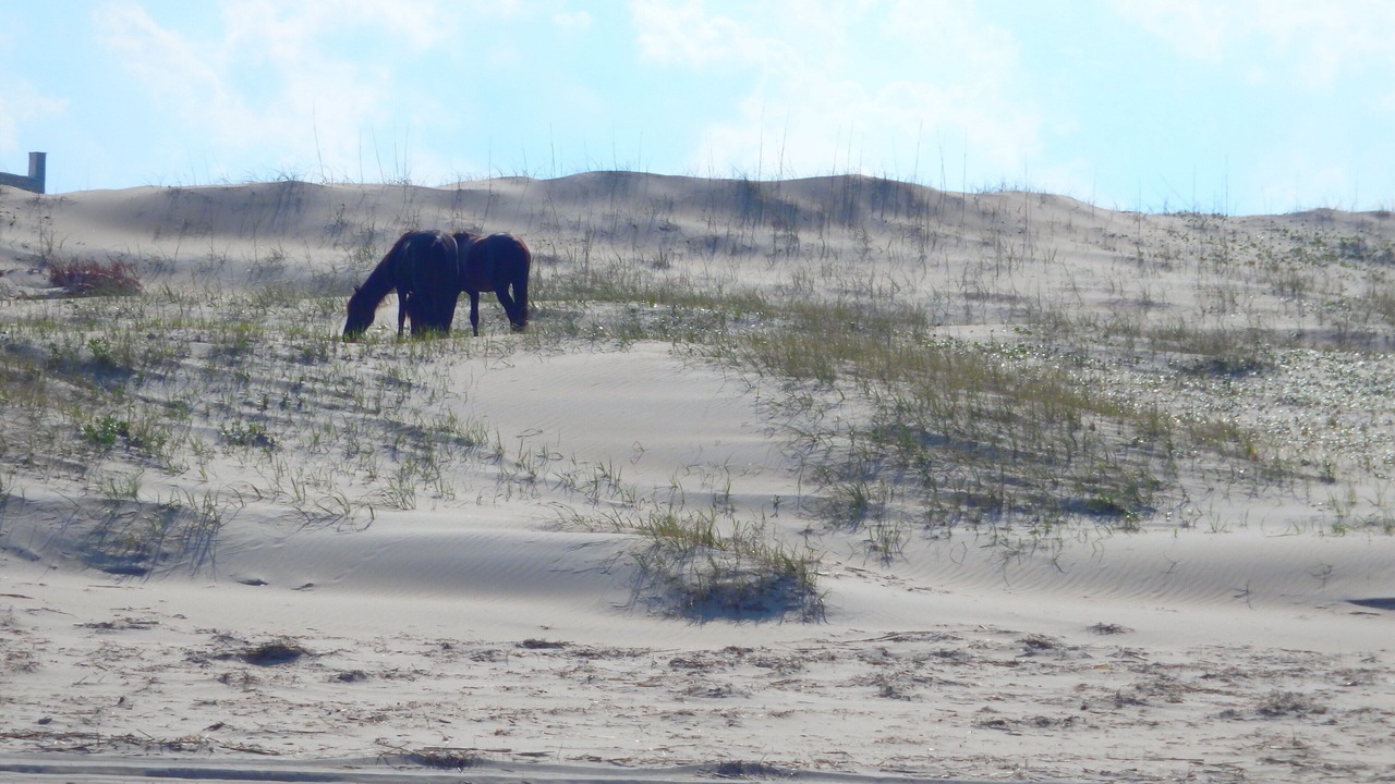 Photo of Others in Carova Beach