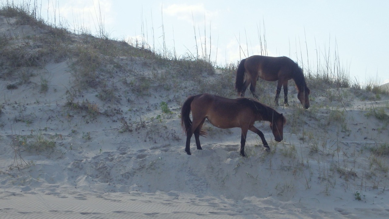 Photo of Others in Carova Beach