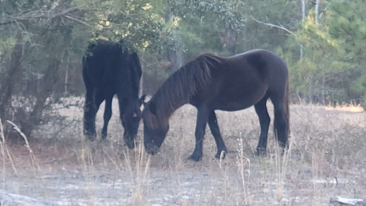 Photo of Others in Carova Beach