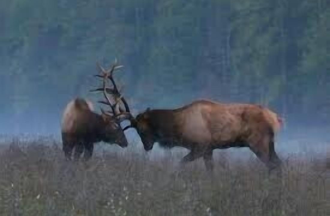 Photo of Others in Cullowhee