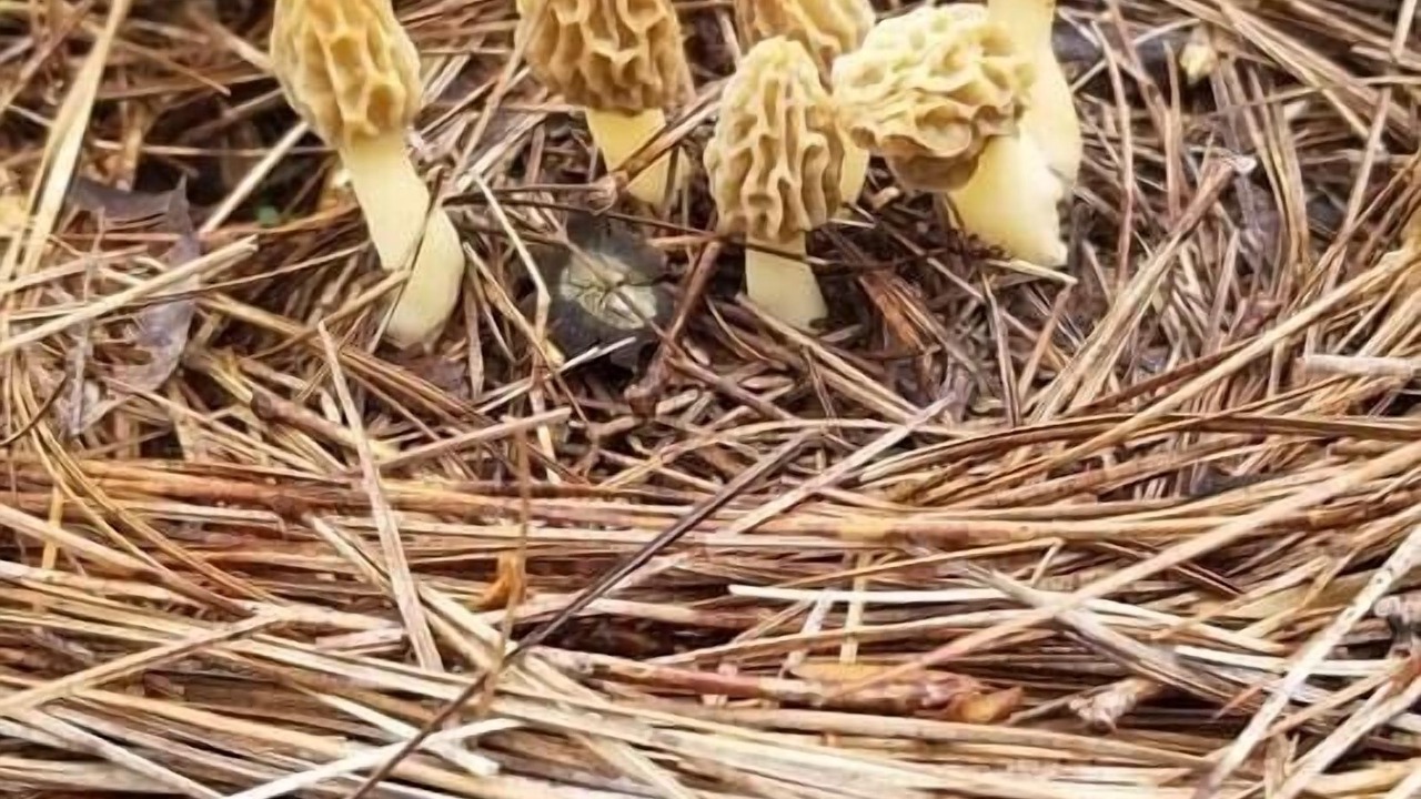 Photo of Others in Cullowhee