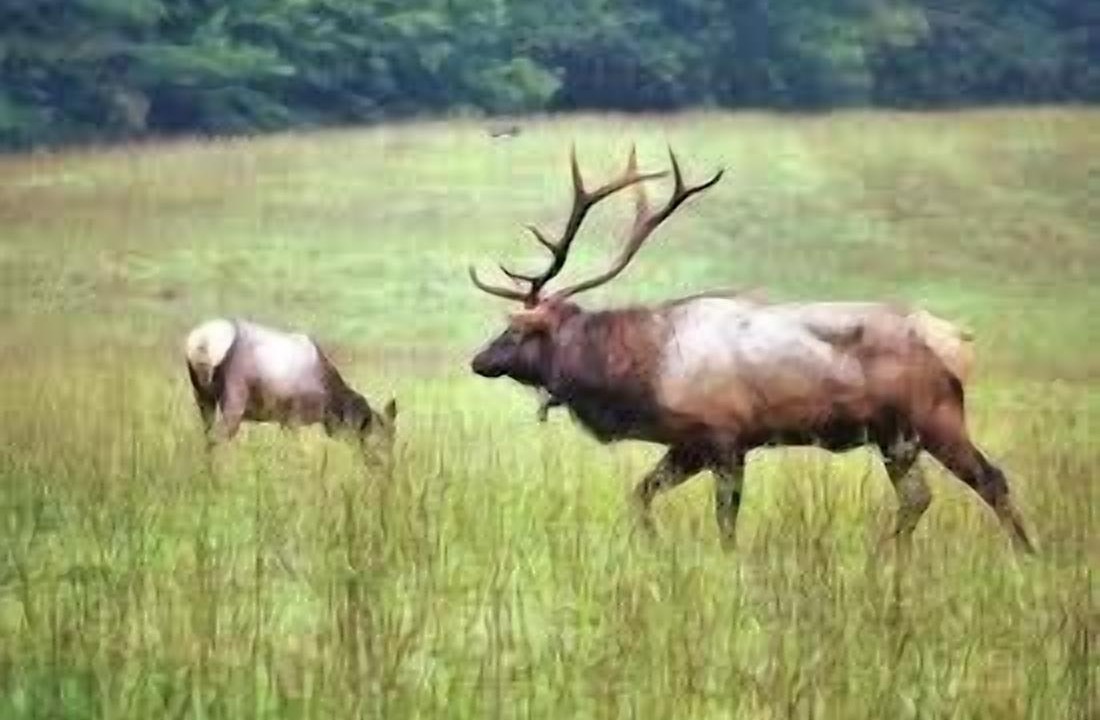 Photo of Others in Cullowhee