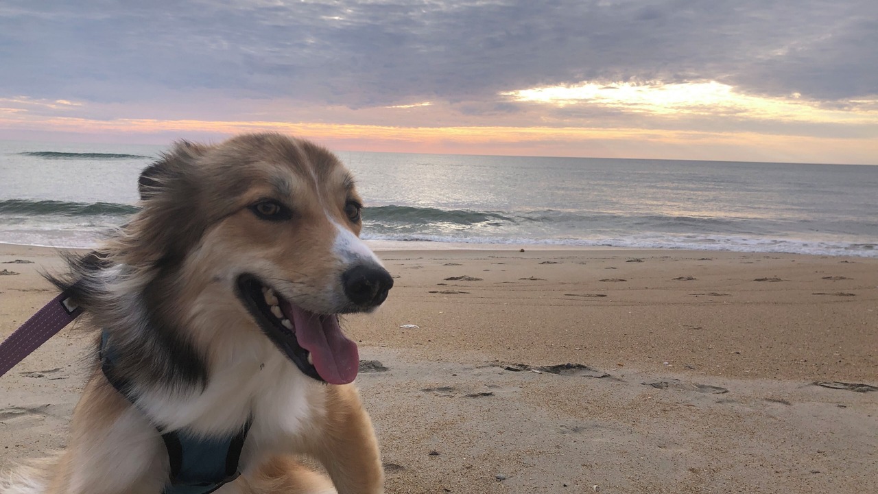 Photo of Others in Nags Head