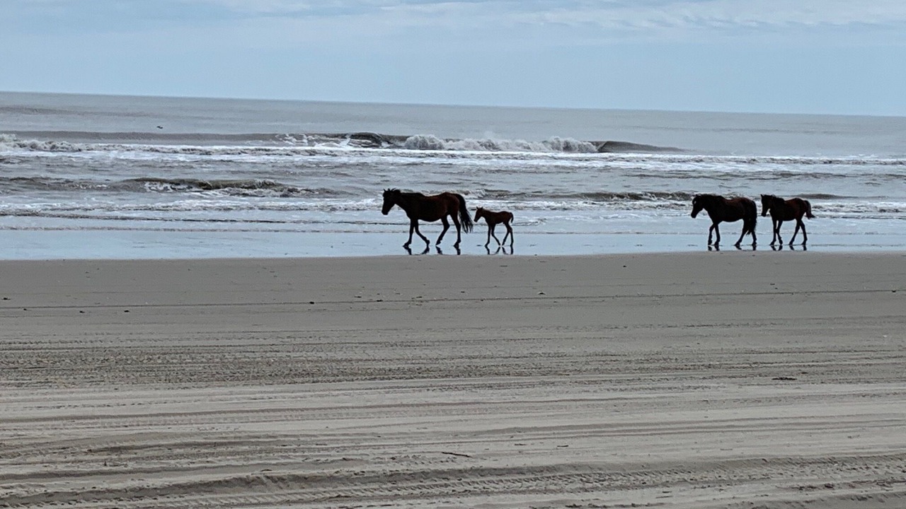 Photo of Others in Carova Beach