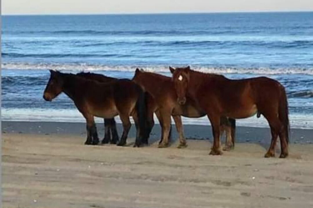 Photo of Others in Corolla Village
