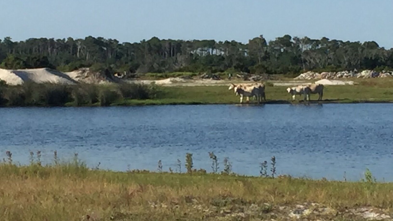 Photo of Others in Cedar Island