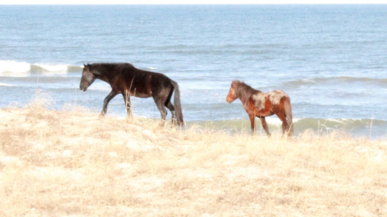 Photo of Others in Carova Beach