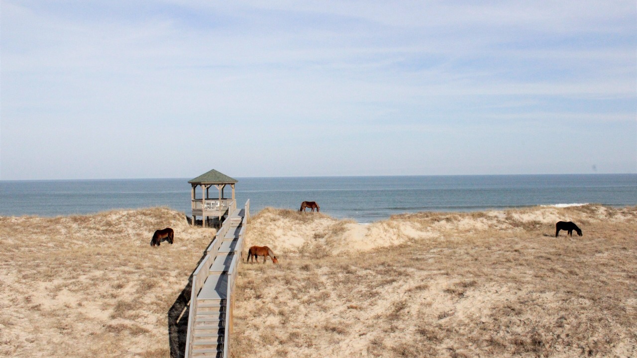 Photo of Outdoor in Carova Beach