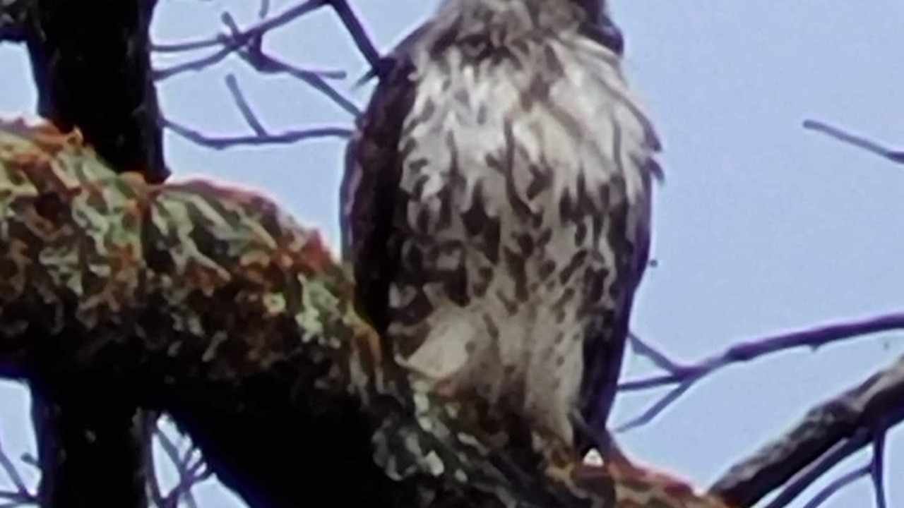 Photo of Outdoor in Brevard