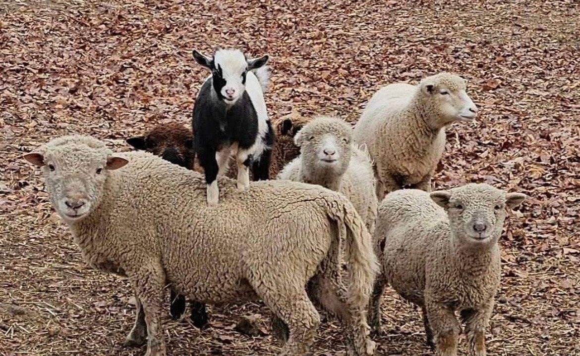 Photo of Others in Stokes