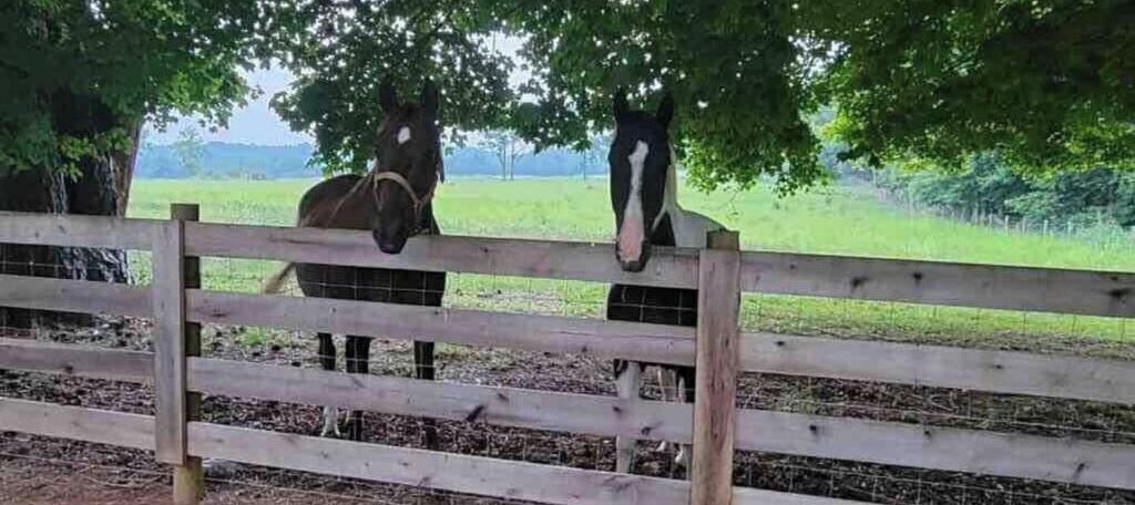 Photo of Outdoor in Horse Cave