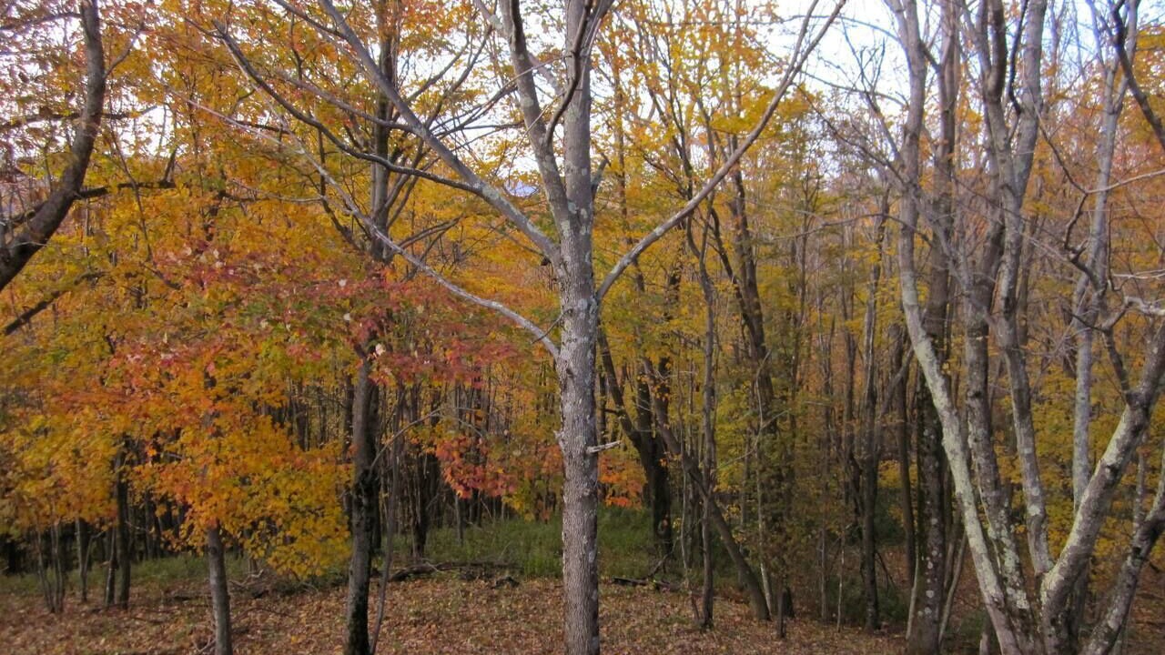 Photo of Outdoor in Zionville