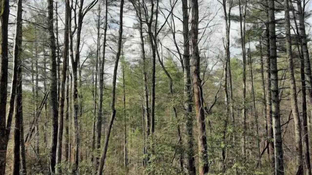 Photo of Outdoor in Morganton