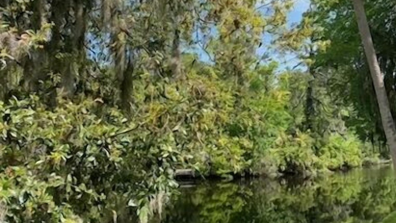 Photo of Others in Shipyard Plantation