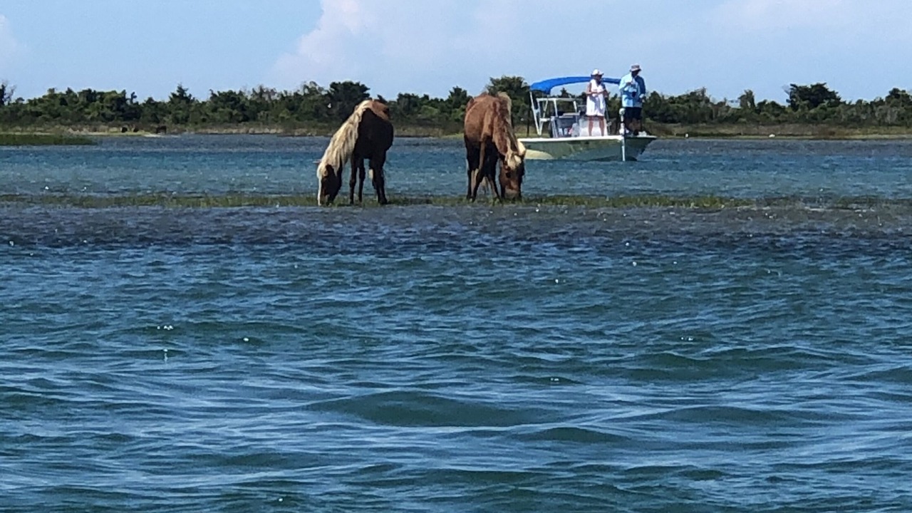 Photo of Others in Harkers Island