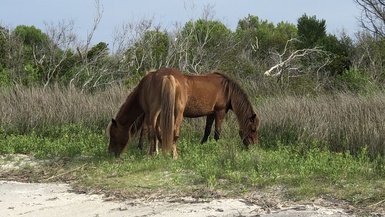 Photo of Others in Harkers Island