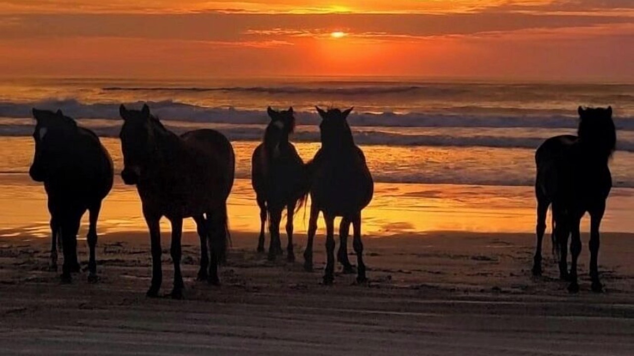 Photo of Others in Corolla Light