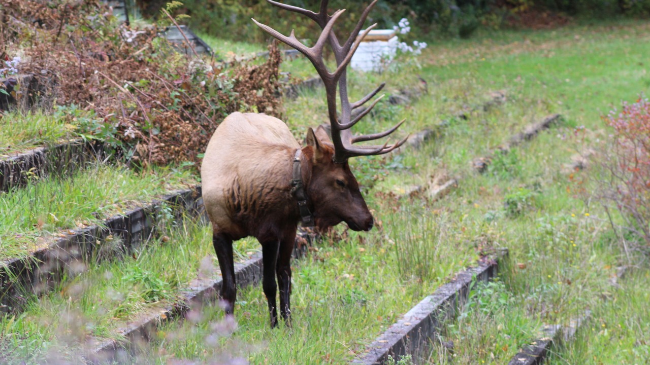 Photo of Others in Maggie Valley