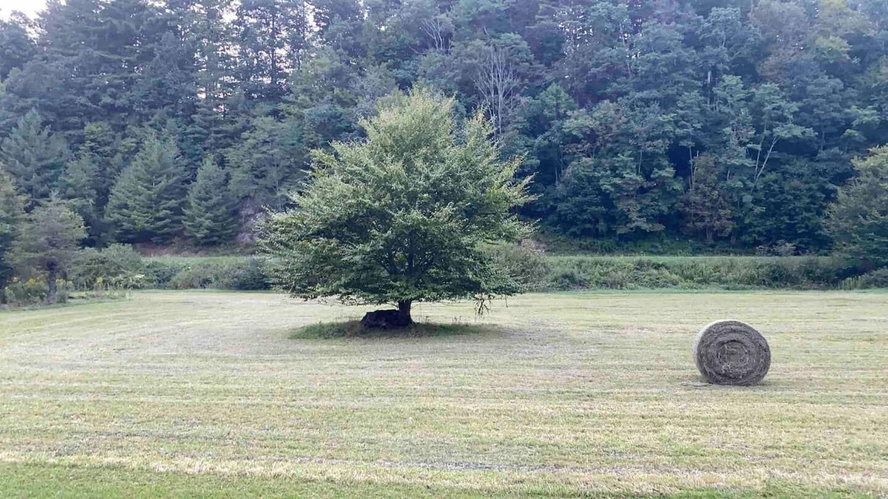 Photo of Others in Newland