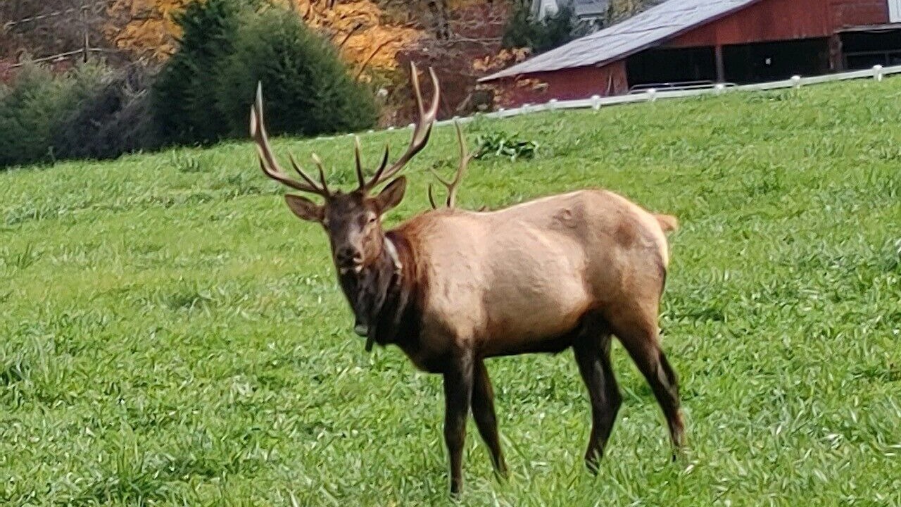 Photo of Others in Maggie Valley