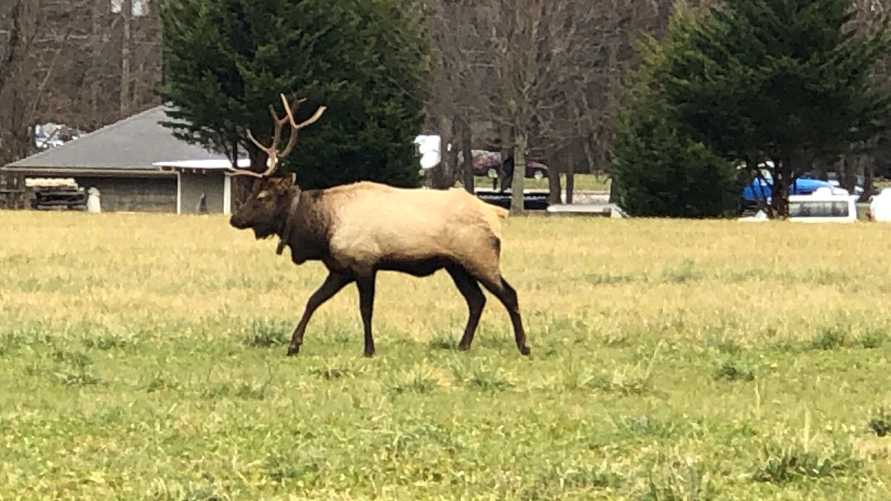 Photo of Others in Maggie Valley