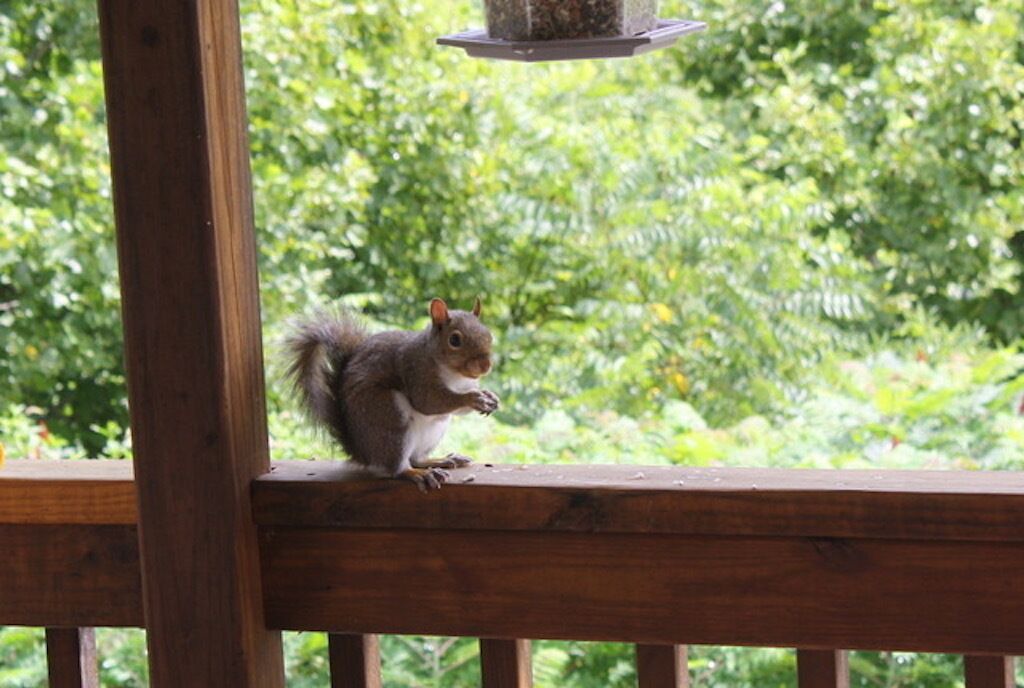 Photo of Others in Waynesville