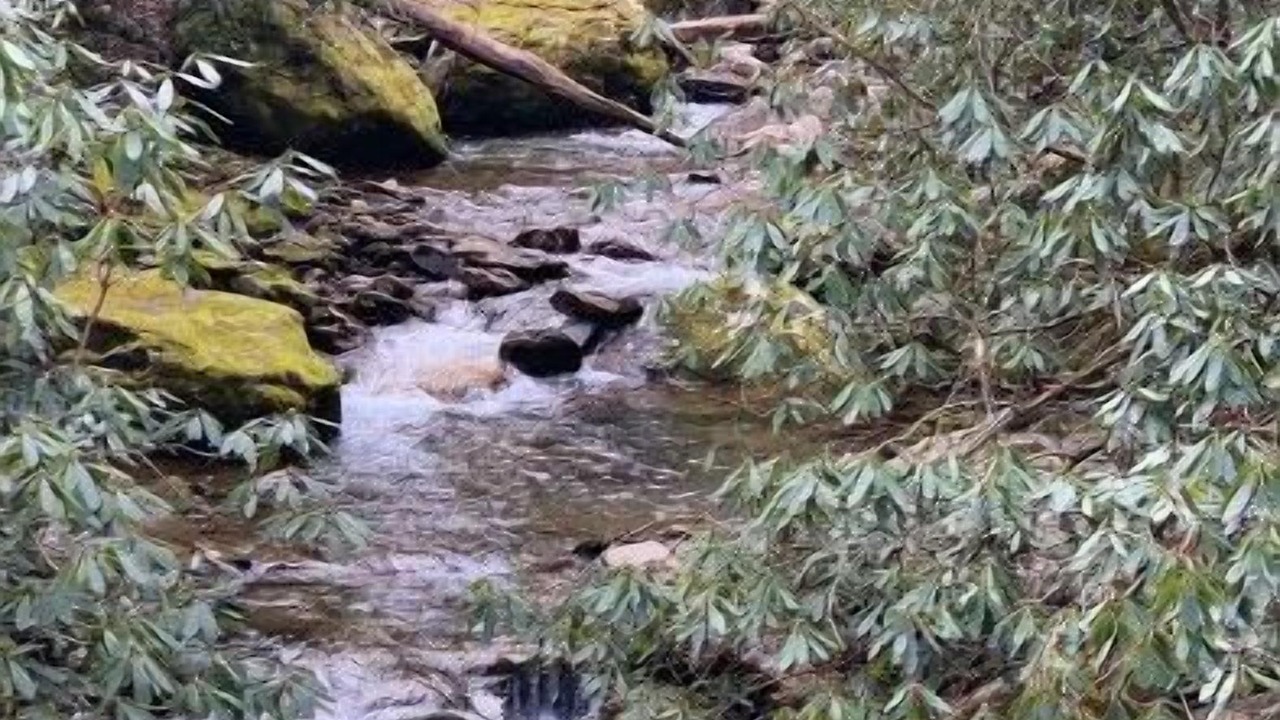 Photo of Others in Barnardsville