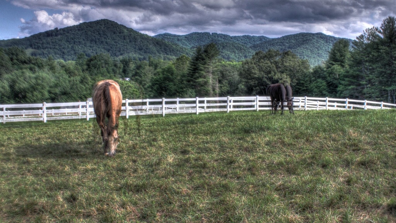 Photo of Others in Weaverville
