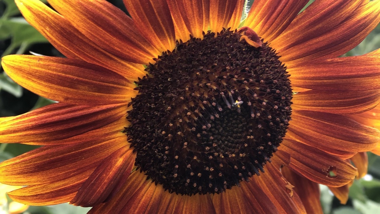 Photo of Outdoor in Huntersville