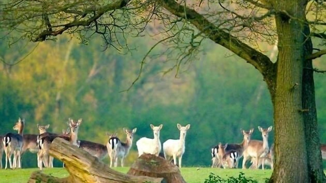 Photo of Others in Sway