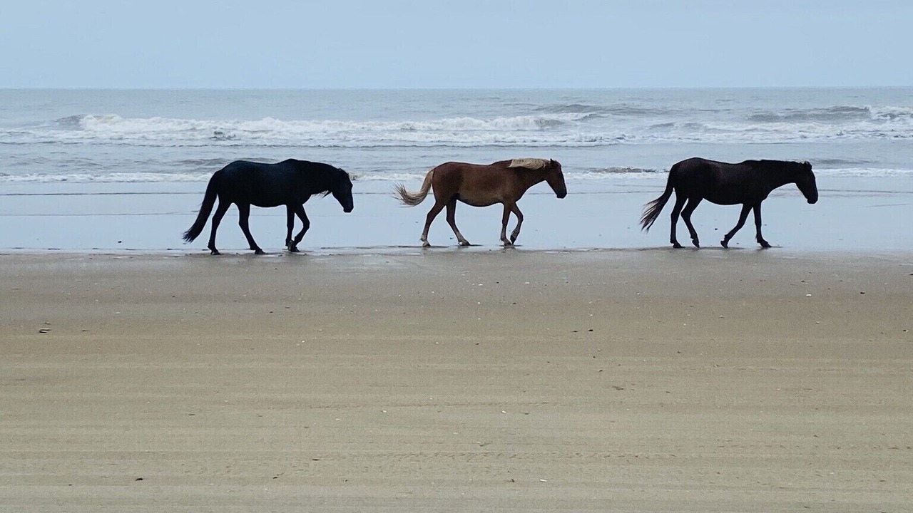 Photo of Others in Carova Beach