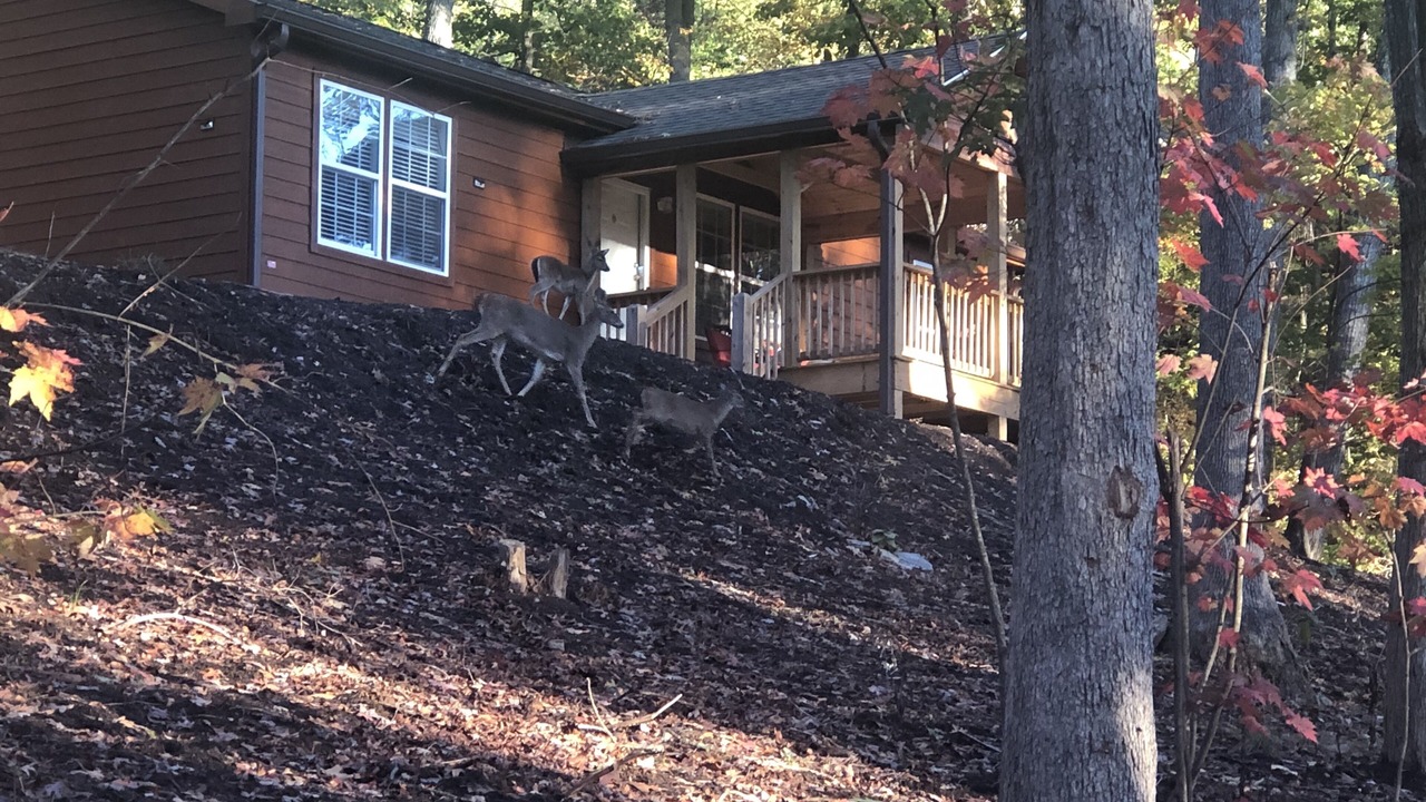 Photo of Others in Candler