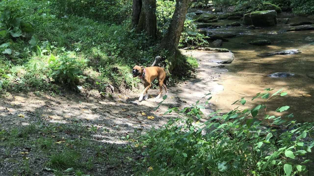 Photo of Outdoor in Candler