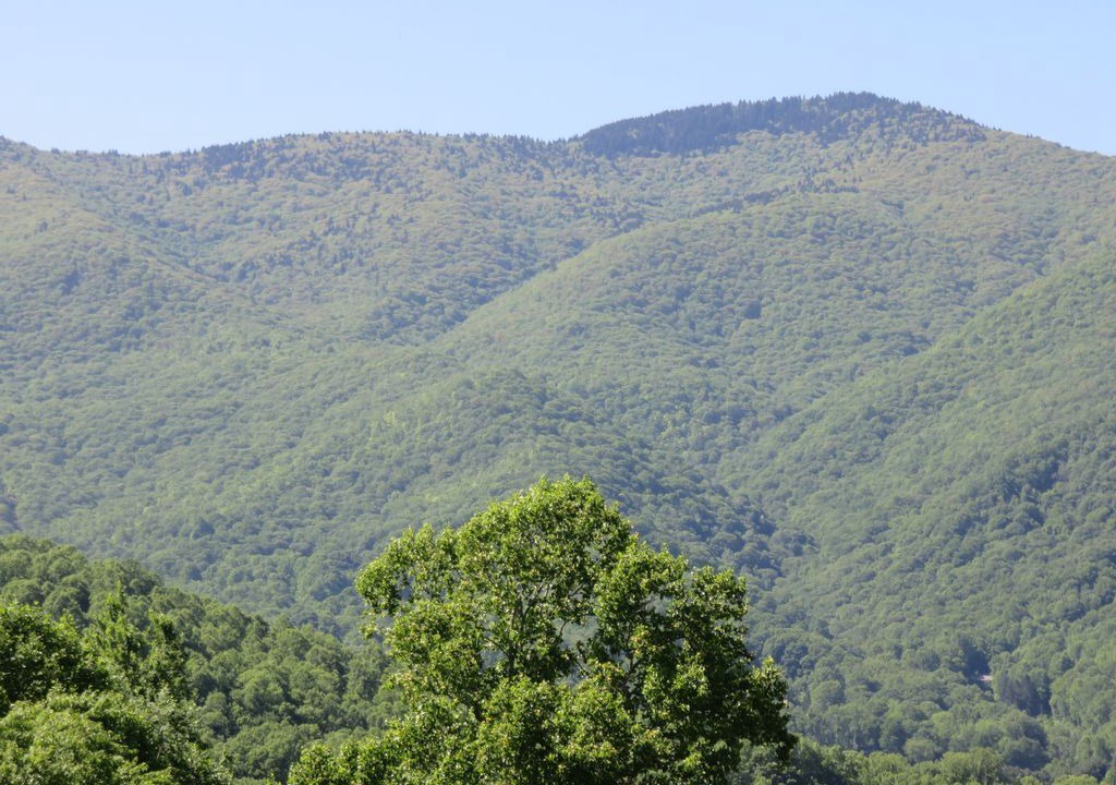Photo of Others in Candler
