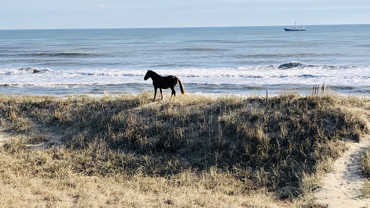 Photo of Others in Carova Beach