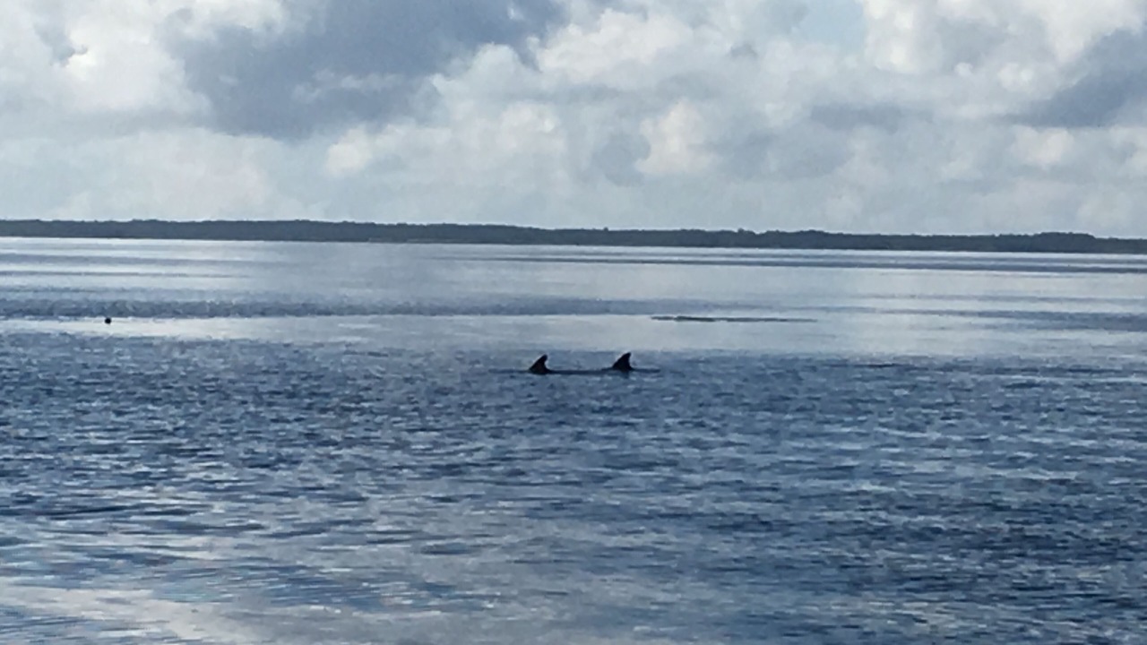 Photo of Others in Pamlico Beach