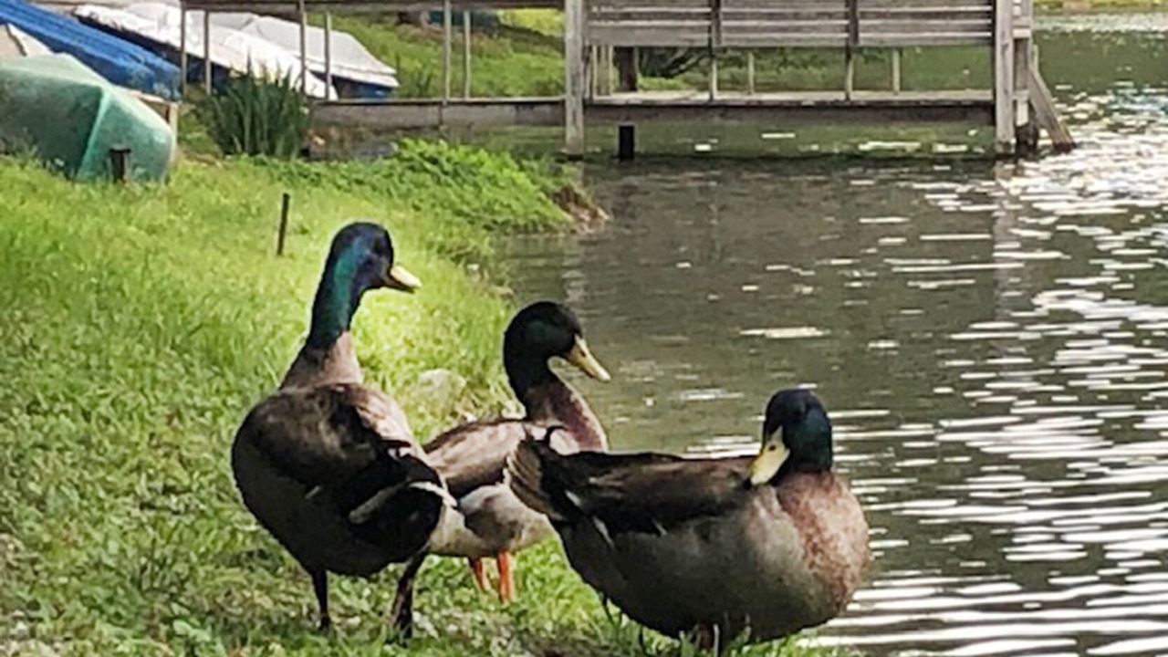 Photo of Others in Saluda