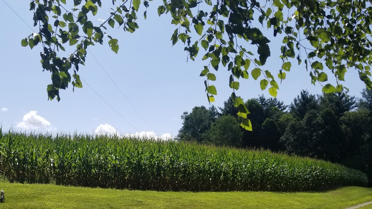 Photo of Outdoor in Mills River