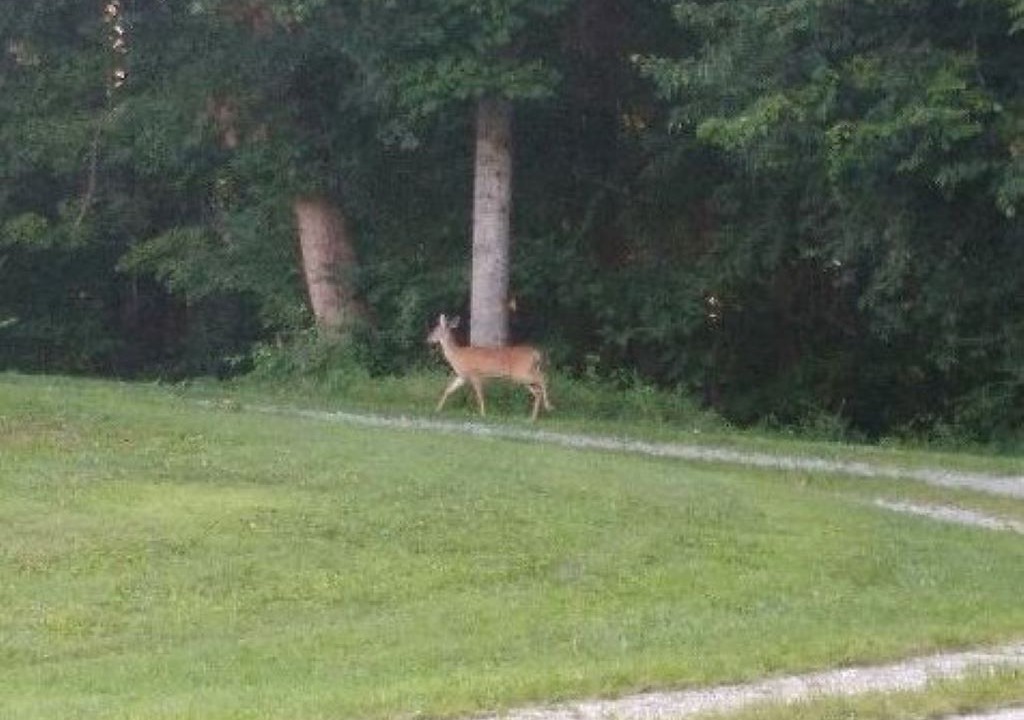 Photo of Outdoor in Mills River