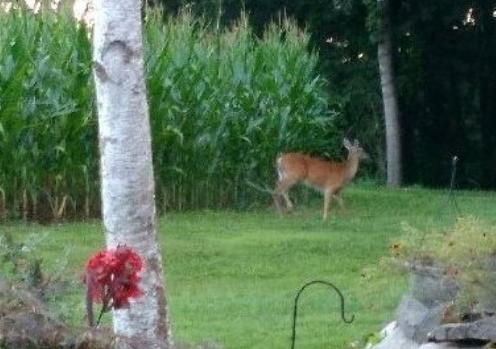 Photo of Outdoor in Mills River