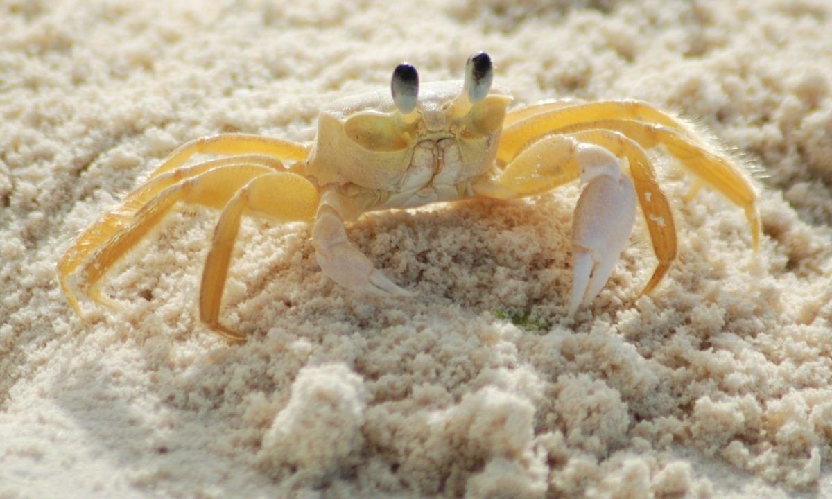 Photo of Others in Ocean Sands