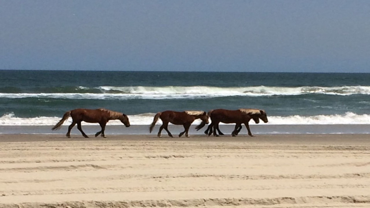 Photo of Others in Ocean Sands