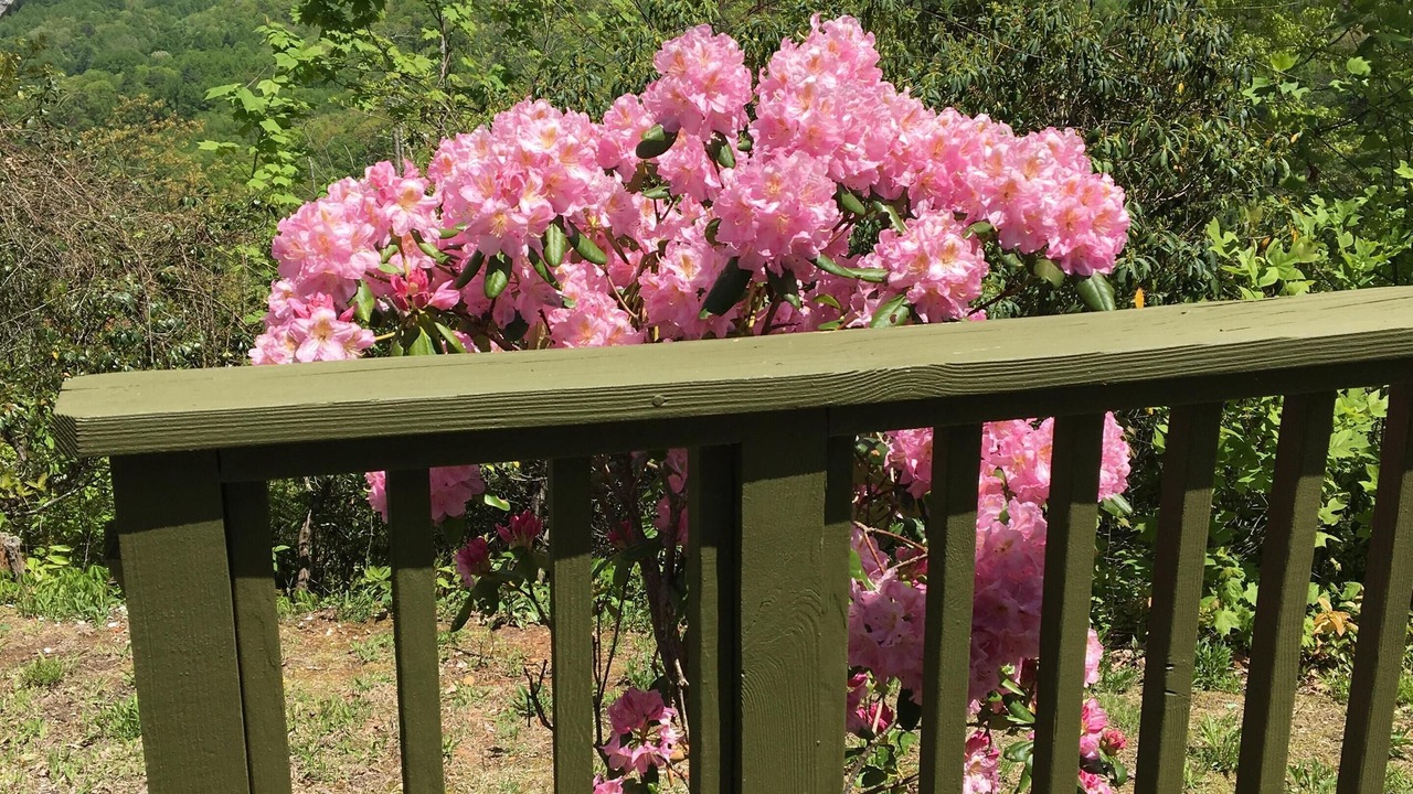 Photo of Outdoor in Balsam