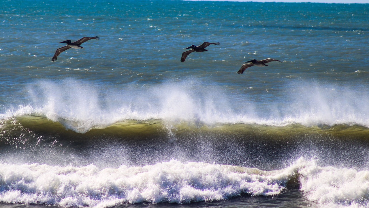 Photo of Others in Topsail Beach
