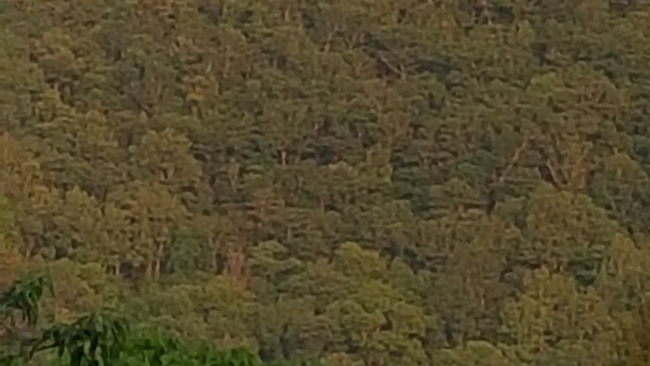 Photo of Outdoor in Penrose