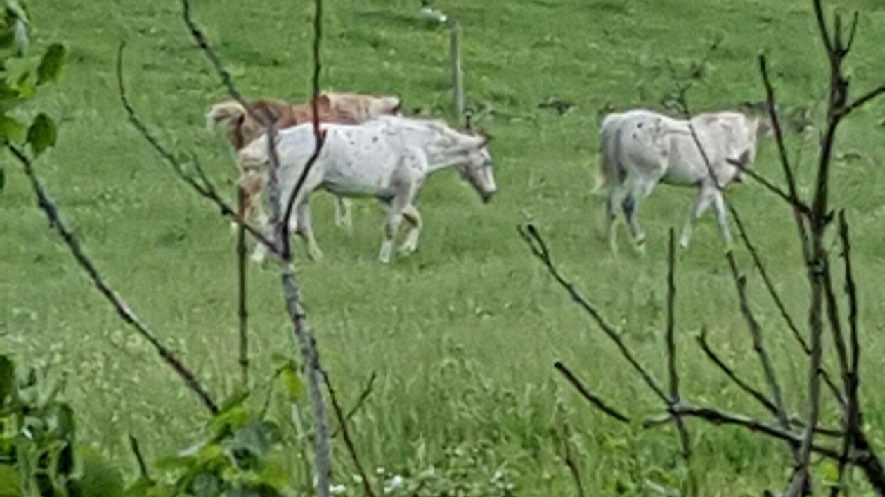 Photo of Outdoor in Penrose