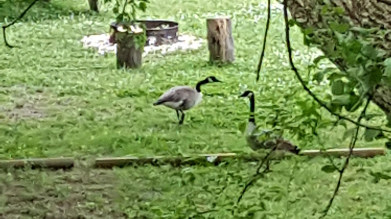 Photo of Outdoor in Penrose